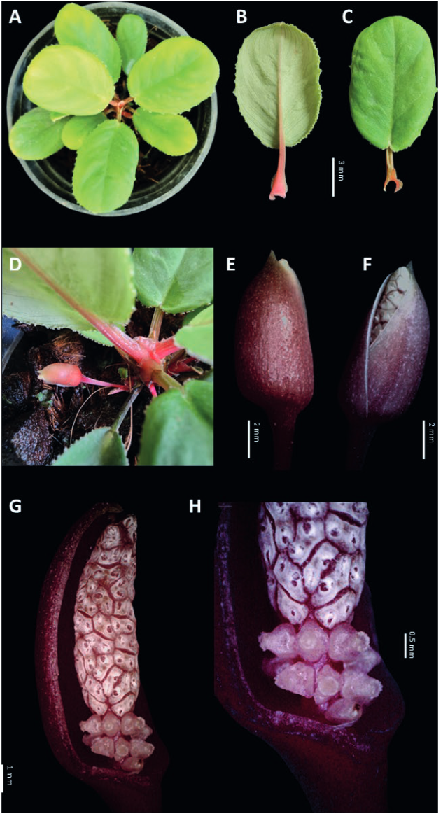 One name, many faces: the dolphin case of Homalomena siaisensis in ornamental trade