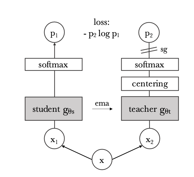 DINO Emerging Properties in SelfSupervised Vision Transformers