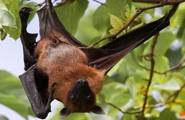 What you Don't know About PEMBA FLYING FOX, by ZANJournal