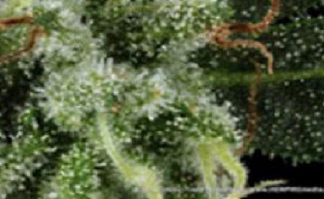 Legit Online Dispensaries Ship All 50 States Reviews