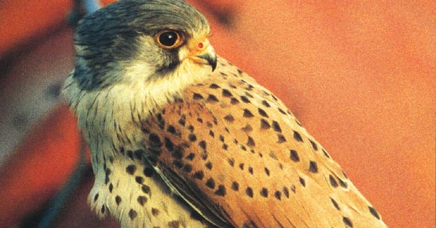 Recommendations for Multispecies Ethnographic Filmmaking