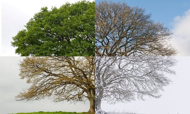 Seasons - Katy Shelton - Medium