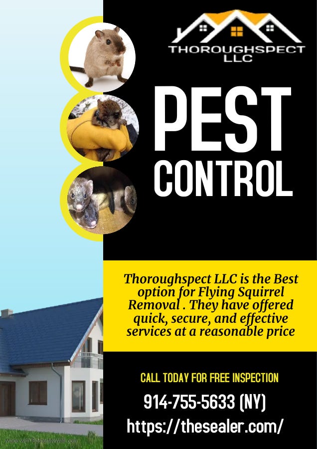 Squirrel Removal Ct — Thoroughspect LLC Thesealerpest Medium