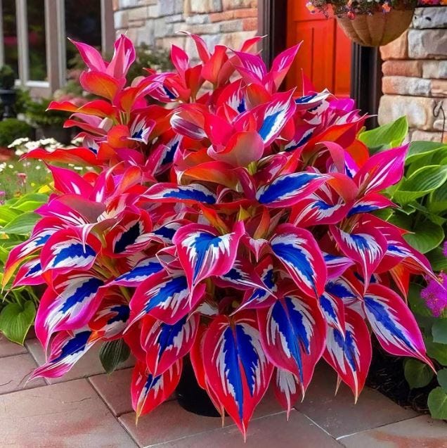 Graines de Hosta Rouge Foncé-Blanc-Bleu : Plantes Ornementales de Jardin