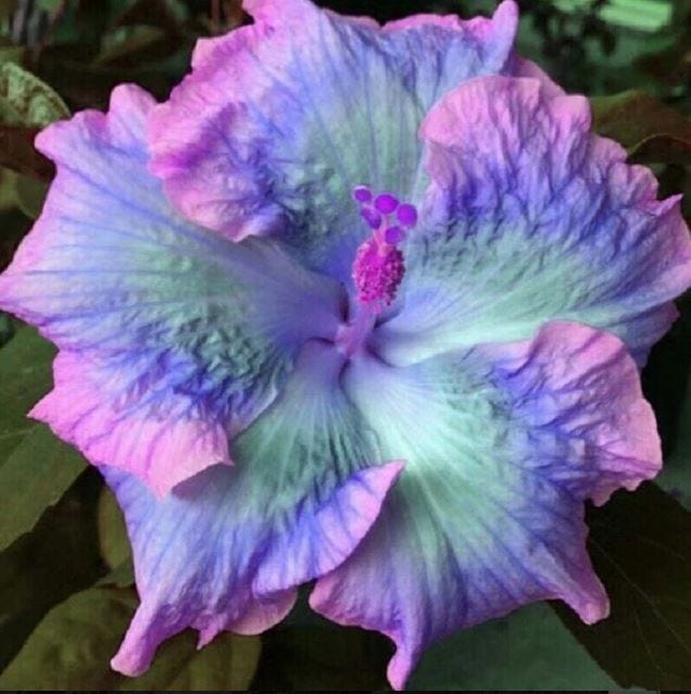 Graines rares de Blue Coleus : un feuillage éclatant sans effort