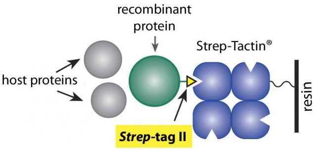 Unsurpassed PurKine™ Strep II-Tag Streptactin Resin 4FF | by Abbkine  Scientific | Medium