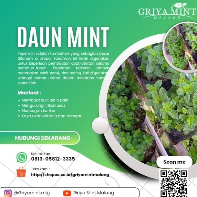 MENYEGARKAN!, daun mint berkembang biak Malang | 0813 5812 3335