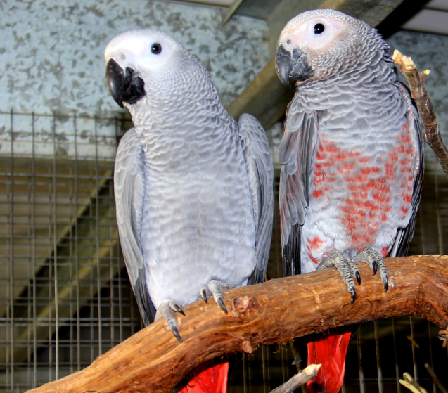 3 Smartest Birds To Keep as Pet in 2020