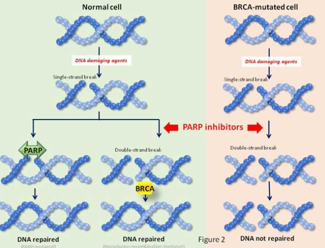Olaparib, a drug for inherited cancers | Medium