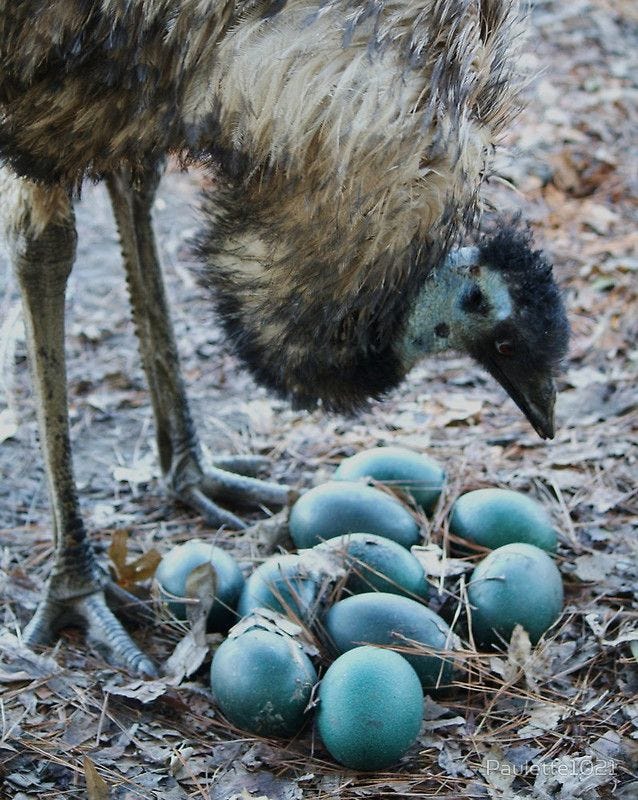 Just How Big is an Emu Egg?. Come here to learn about emu butt… | by  Kathryn Rose, A Lady of Letters | Medium