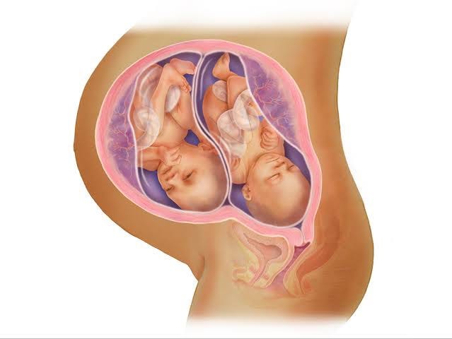 The superfetation enigma. A second pregnancy within a pregnancy . | by  Scrubs & scripts | Medium