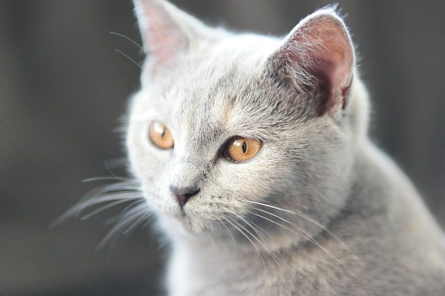 British Shorthair Cat. The British Shorthair, which dates back… | by ...