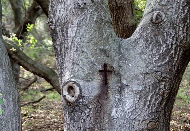 Ode to Oaks