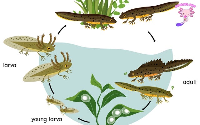 Life Cycle of an Axolotl. Stage 1: Egg Stage | by Axolotlgift | Medium