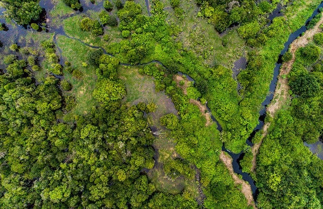 Lahan gambut di Katingan, Kalimantan Tengah / CIFOR Photo Nanang Sujana