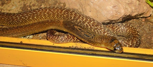 hooded cobra - Google Search  King cobra snake, Cobra snake, Cobra