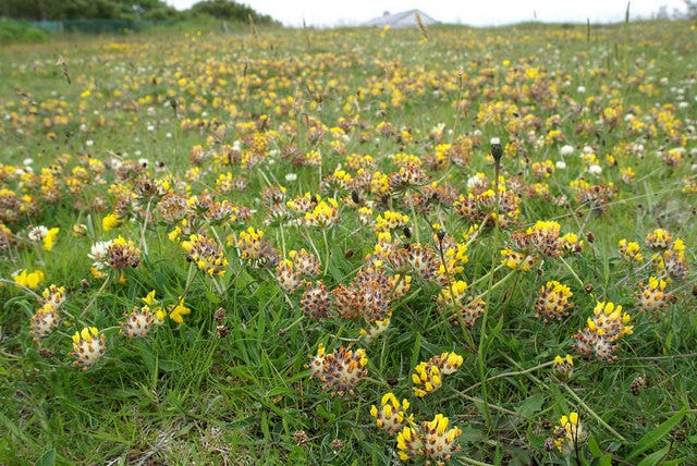 Kidney Vetch. It was once thought that because this… | by John Welford ...