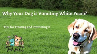 Why My Dog Vomit White Foam: Causes and Treatment Options | by Pet Palss |  Medium