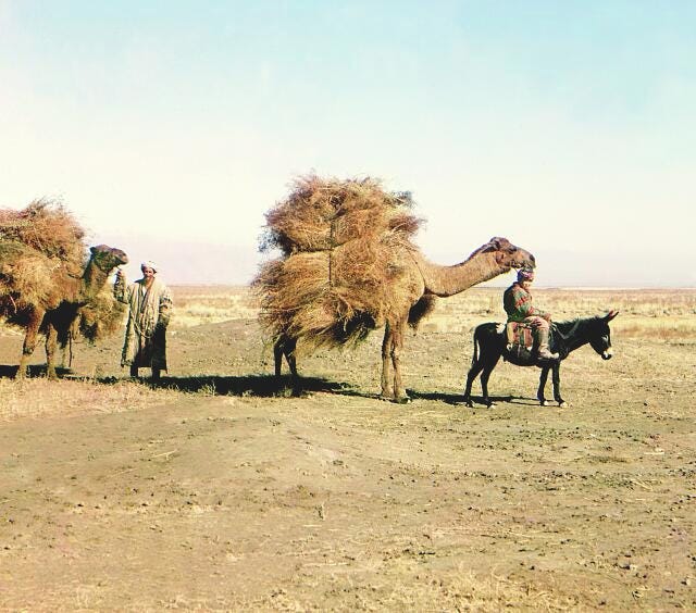 A camel caravan carrying thorns for fodder. Golodnaia Steppe.