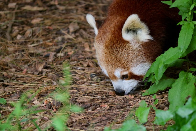 Uno sguardo a Pandas che esplora i dati all'aperto - Foto di Jim Bread su Unsplash