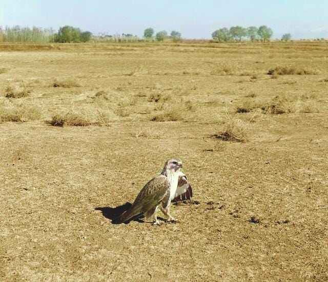 Young eagle. Golodnaia Steppe