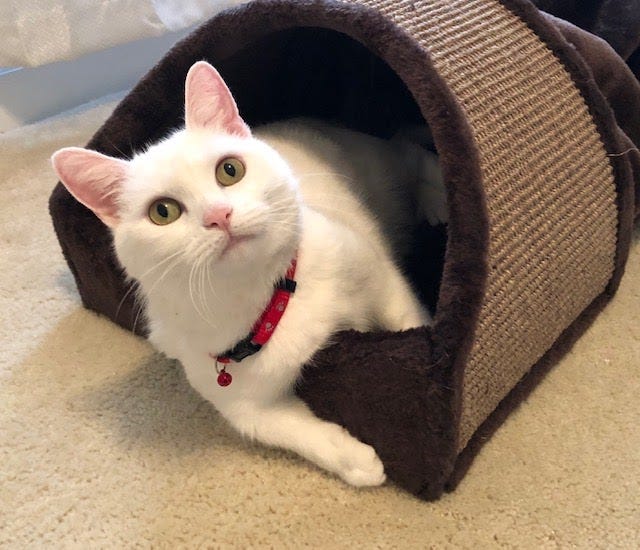 Why Your Feline Needs a Cat Tunnel | by Humane Goods | Medium