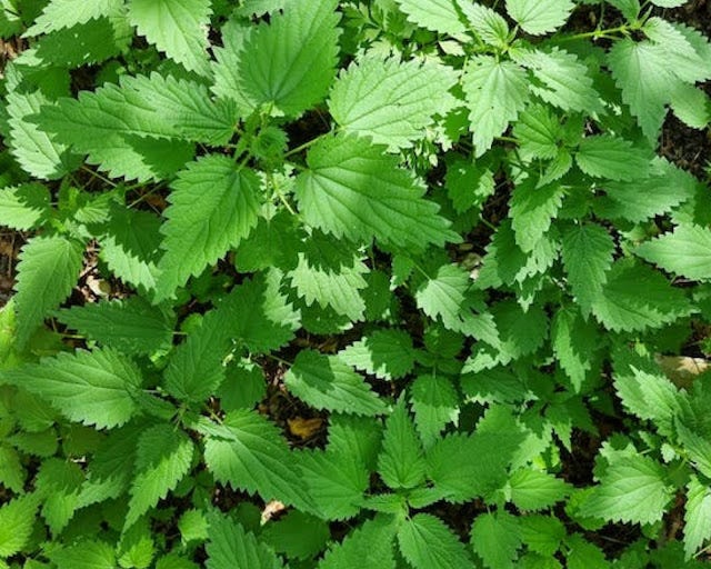 Nettle Leaf Benefits Benefits of Nettle Leaf by Jamescurley Medium