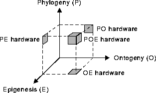 Combinazione degli assi POE per creare sistemi bioispirati innovativi: Il piano PO coinvolge hardware in evoluzione che presenta caratteristiche ontogenetiche, come crescita, replicazione e rigenerazione, il piano PE include, ad esempio, reti neurali artificiali evolutive, il piano OE combina meccanismi ontogenetici (auto-replicazione, autoriparazione) con apprendimento epigenetico (ad esempio, reti neurali), e infine, lo spazio POE comprende sistemi che presentano caratteristiche relative a tutti e tre gli assi. Un esempio di quest'ultimo sarebbe una rete neurale artificiale (asse epigenetico), implementata su un automa multicellulare auto-replicante (asse ontogenetico), il cui genoma è soggetto a evoluzione (asse filogenetico).