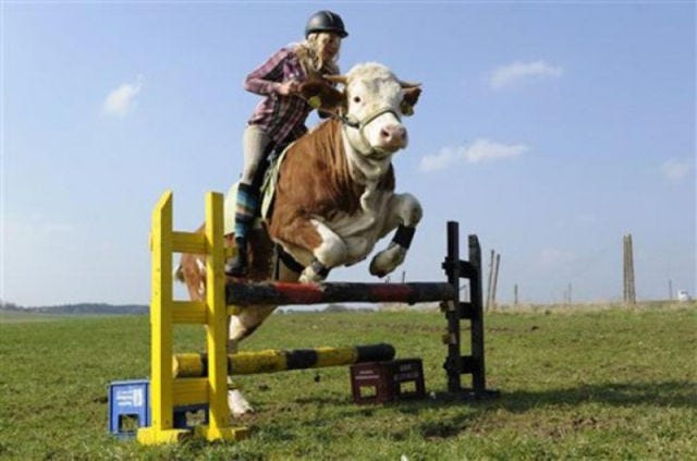 Ride Cow, Find Horse | by Hua | Medium