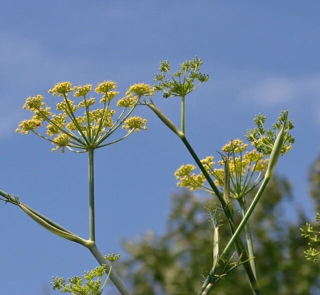 Shaving Fennel Tips and Techniques by Shaving for Men Medium