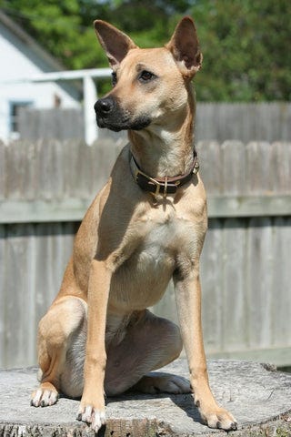 Indian Dog Breeds: Discover Majestic Canine Heritage