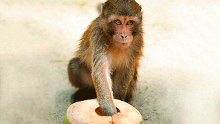 Letting Go-Monkey Trap. Image from Principles of the Gospel | by Alice C  Lin | Medium