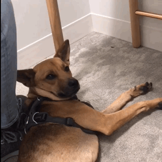 0*VeUVDtdO7ov6okkO.gif