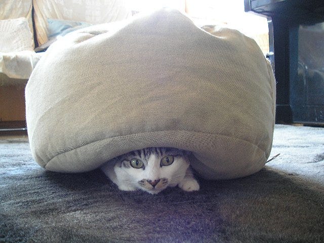 Amazing Fact’s About Cat’s