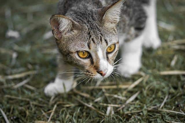 Understanding Cat Hunting Instincts And Gift Giving Behavior Photo Inspiration