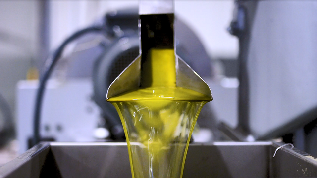 how_olive_oil_is_made_img