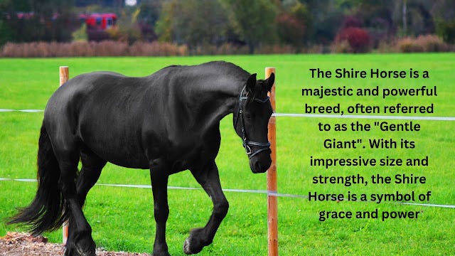 Friesian Horse Temperament: Majestic, Mischievous, and Magnificent