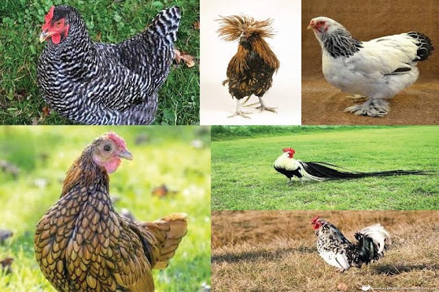 Beautiful Chicken Breed: Most beautiful Chicken breed in the World | by ...