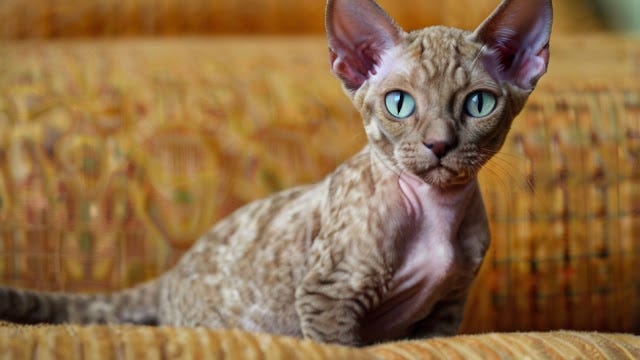 5 powodów, dla których kot Devon Rex jest wyjątkowy