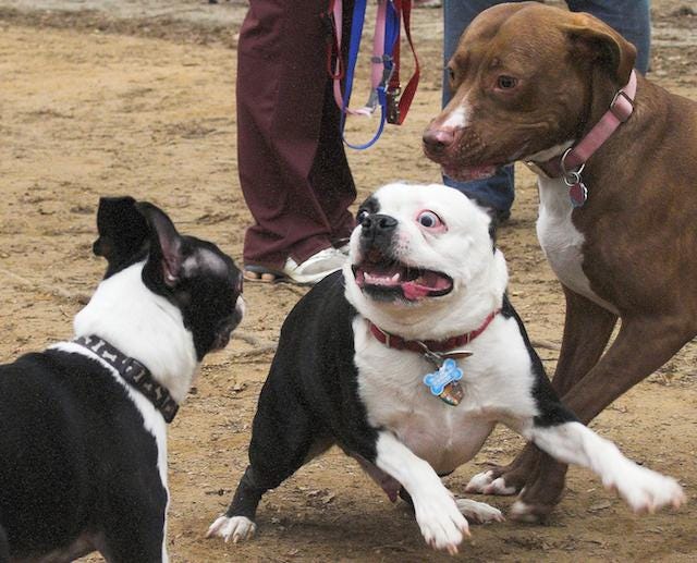 Ask Polly I Am Obsessed With My Boyfriend’s Evil ExGirlfriend — And