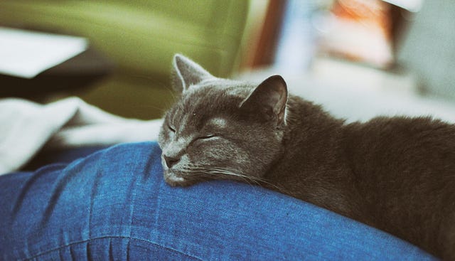 Photo by Paul Stollery on Unsplash A snoozing cat!