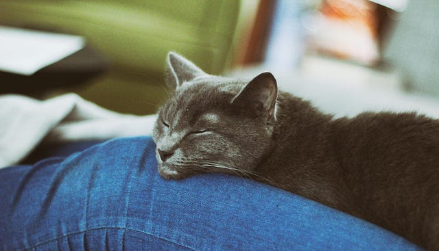 Foto di Paul Stollery su Unsplash Un gatto che dorme!