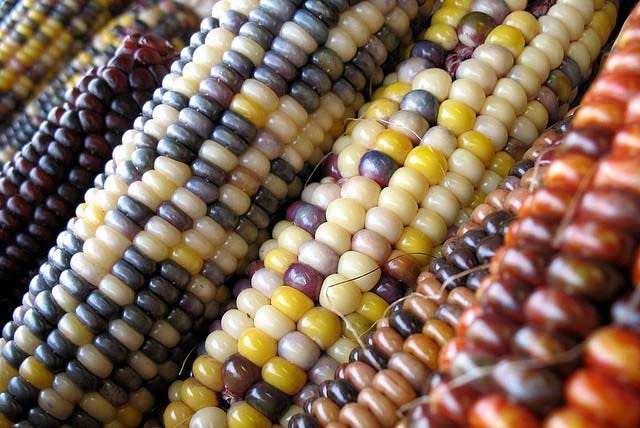 how-many-different-varieties-of-corn-are-there-in-the-world-by-zippy