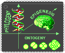 Filogenesi, Ontogenesi, Epigenesi