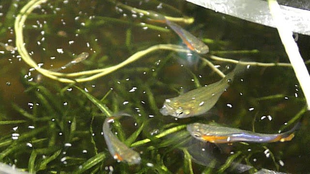 Springtails Live Fish Feeding. Buy Springtails locally on Craigslist