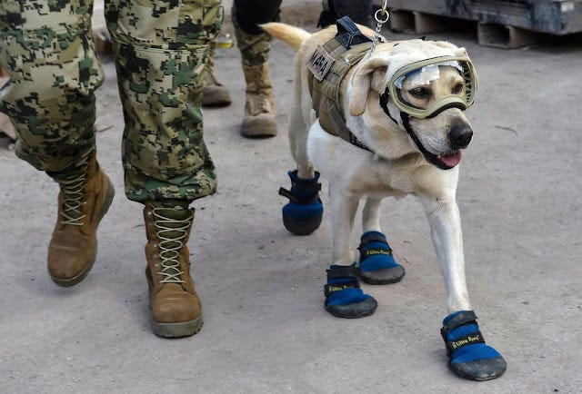 Search and rescue dog boots store