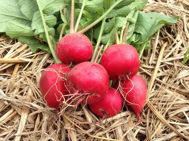Growing radishes in home gardens