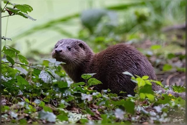 Neue Fischotter im WildtierParkTeich by Olaf Dudek Medium