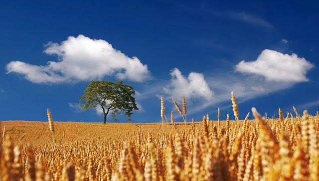 Pensieri (che ne so io di un campo di grano?) | by Marco Castellani |  StarDust | Medium