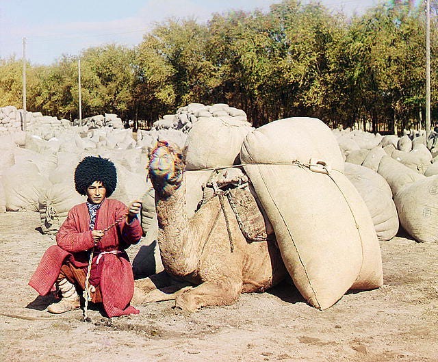 Turkmen man posing with a camel loaded with sacks, probably of grain or cotton, Central Asia